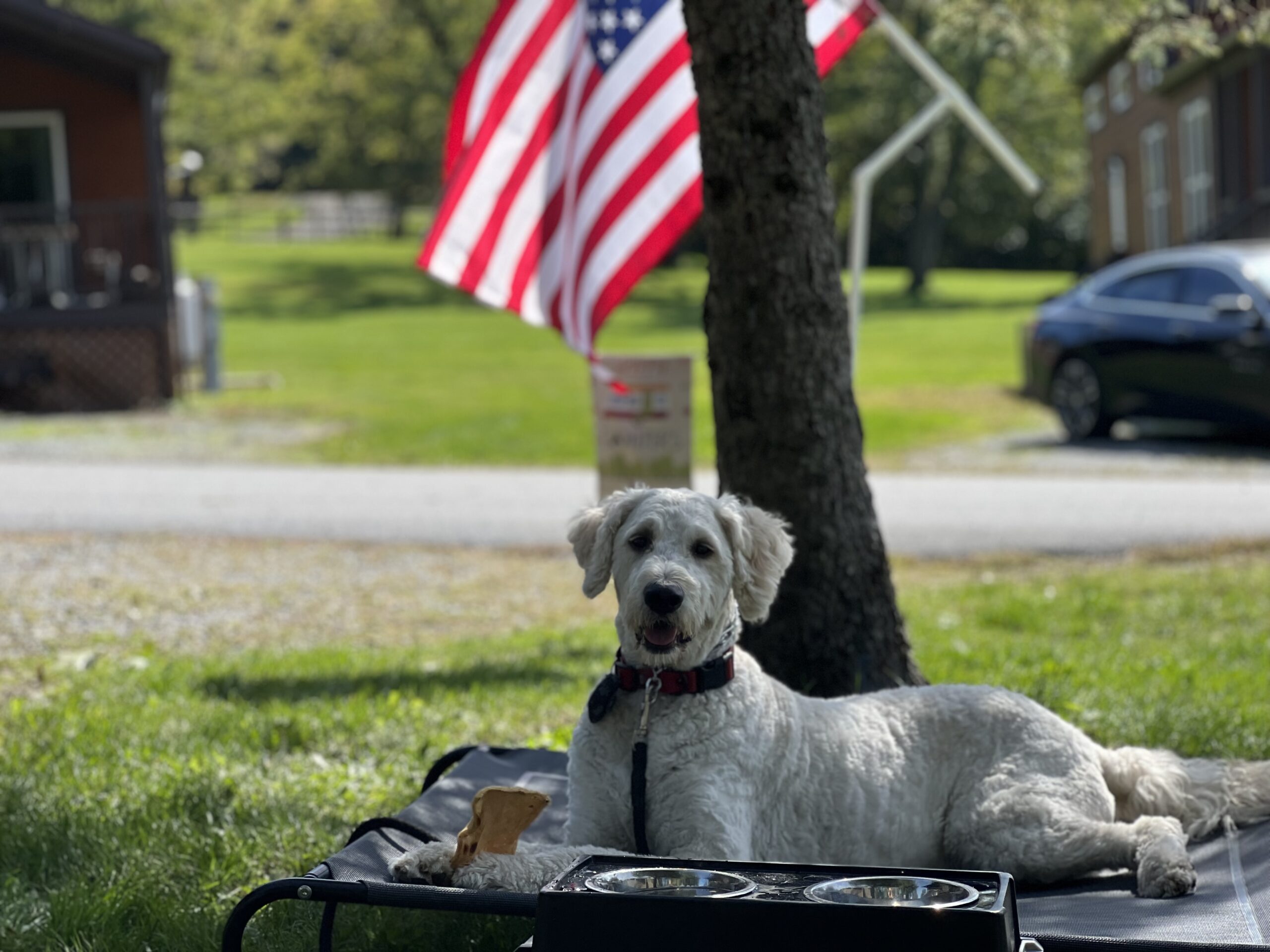 Cooper on his camping dog mat