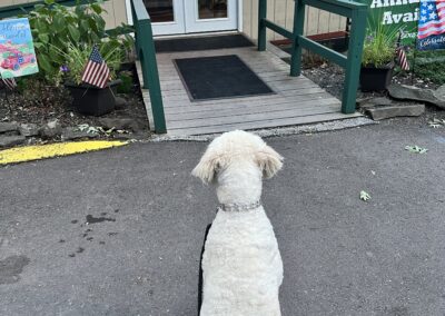 Goldendoodle waited patiently for the owner to come out of the store.