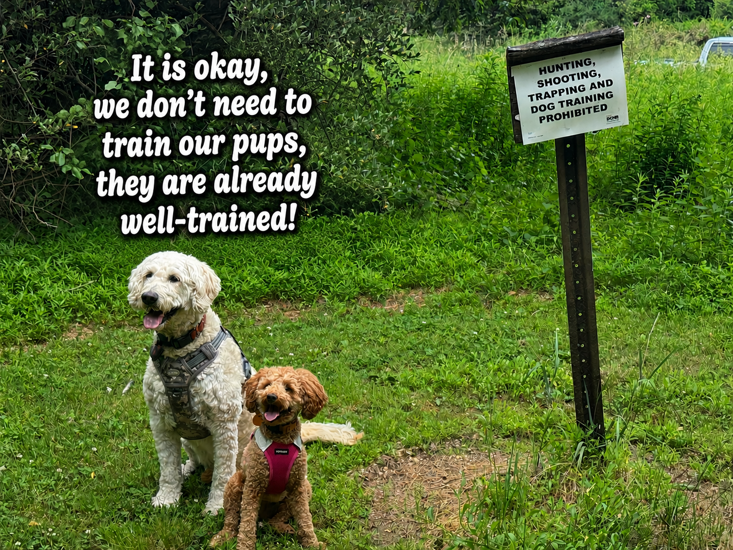 Well trained pups