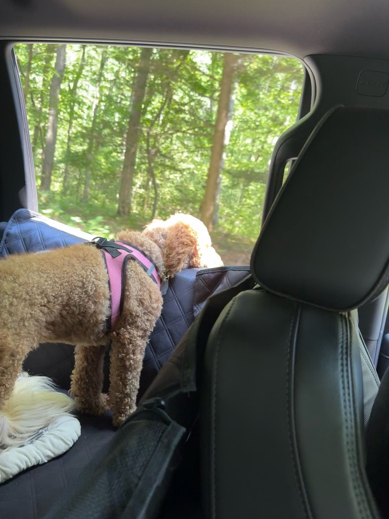 Pup loves putting head out window