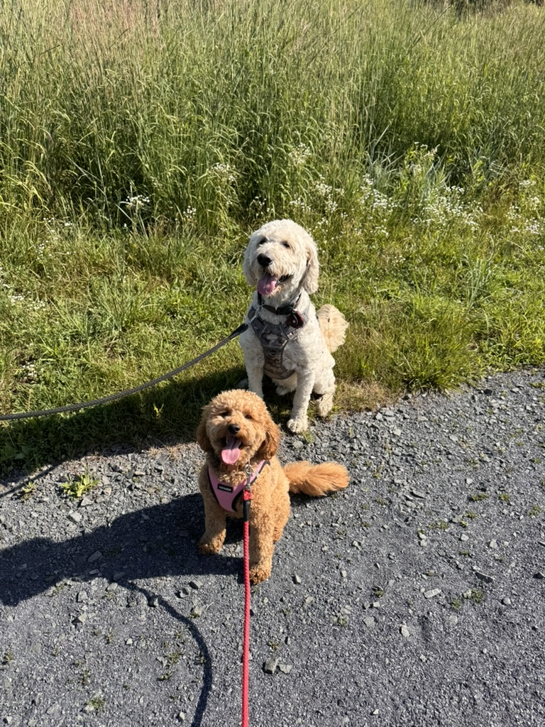 Pups on trail